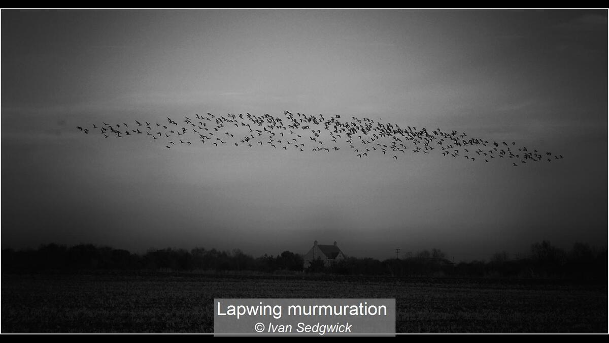 Lapwing murmuration